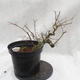 Venkovní bonsai -jilm malo - listý - Ulmus parviflora - 3/5
