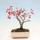 Venkovní bonsai - Pourthiaea villosa - Blýskalka chlupatá - 3/5
