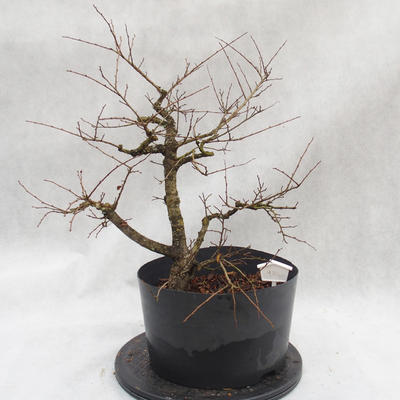 Venkovní bonsai -jilm malo - listý - Ulmus parviflora - 3