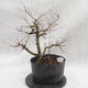 Venkovní bonsai -jilm malo - listý - Ulmus parviflora - 3/4