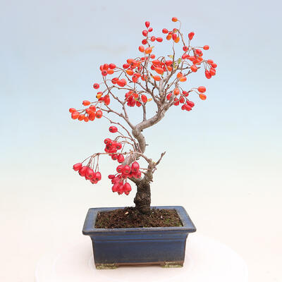 Venkovní bonsai - Pourthiaea villosa - Blýskalka chlupatá - 3