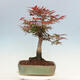 Venkovní bonsai - Acer palmatum Atropurpureum - Javor dlanitolistý červený - 3/5