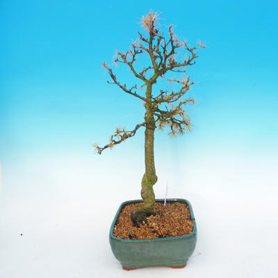 Venkovní bonsai -Modřín opadavý-Larix decidua - 3