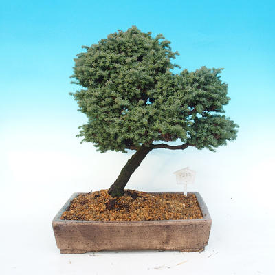 Venkovní bonsai - Cypřišek hrachonosný - Chamacyparis pisifera sqarosa dumosa - 3