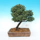 Venkovní bonsai - Cypřišek hrachonosný - Chamacyparis pisifera sqarosa dumosa - 3/6