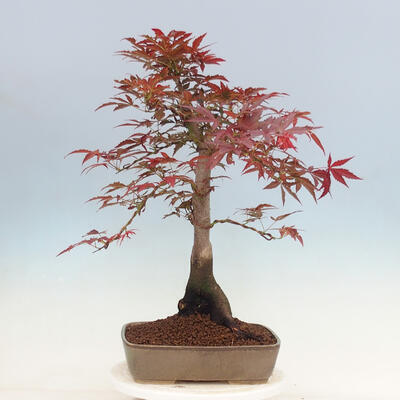 Venkovní bonsai - Acer palmatum Atropurpureum - Javor dlanitolistý červený - 3