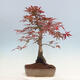 Venkovní bonsai - Acer palmatum Atropurpureum - Javor dlanitolistý červený - 3/5