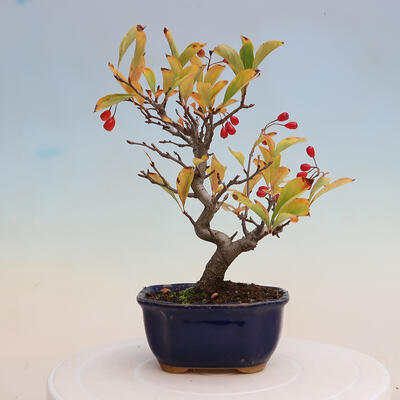 Venkovní bonsai - Pourthiaea villosa - Blýskalka chlupatá - 3