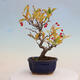 Venkovní bonsai - Pourthiaea villosa - Blýskalka chlupatá - 3/5