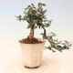 Pokojová bonsai - Olea europaea sylvestris -Oliva evropská drobnolistá - 3/5