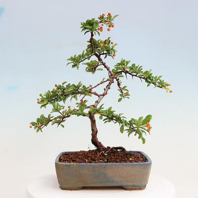 Venkovní bonsai-Pyracanta Teton -Hlohyně - 3