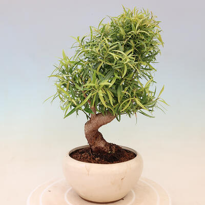 Pokojová bonsai - Ficus nerifolia -  malolistý fíkus - 3