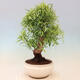 Pokojová bonsai - Ficus nerifolia -  malolistý fíkus - 3/4