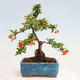 Venkovní bonsai-Pyracanta Teton -Hlohyně - 3/4