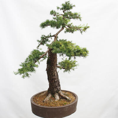 Venkovní bonsai Modřín opadavý Larix decidua - 3