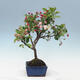 Venkovní bonsai -Malus halliana - Maloplodá jabloň - 3/5