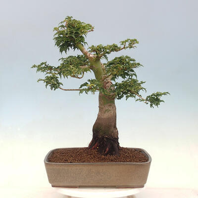 Venkovní bonsai -Javor dlanitolistý Acer palmatum Shishigashira - 3