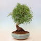 Pokojová bonsai - Ficus nerifolia -  malolistý fíkus - 3/4