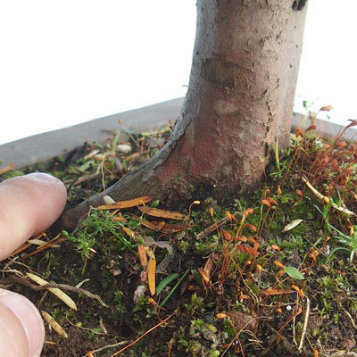 Venkovní bonsai - Taxus bacata  - Tis červený - 3