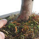 Venkovní bonsai - Taxus bacata  - Tis červený - 3/3