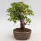 Venkovní bonsai - Javor Buergerianum - Javor Burgerův - 3/6