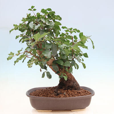 Pokojová bonsai - Rohovnik obecny,svatojansky chleb-Ceratonia sp. - 3