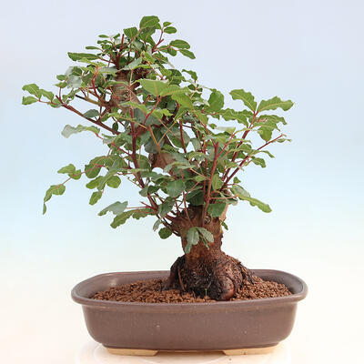 Pokojová bonsai - Rohovnik obecny,svatojansky chleb-Ceratonia sp. - 3