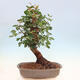 Pokojová bonsai - Rohovnik obecny,svatojansky chleb-Ceratonia sp. - 3/4