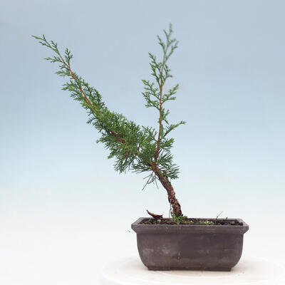 Venkovní bonsai - Juniperus chinensis Itoigawa-Jalovec čínský - 3