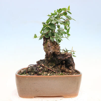Pokojová bonsai - Jamovec širokolistý - Phillyrea latifolia - 3
