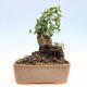 Pokojová bonsai - Jamovec širokolistý - Phillyrea latifolia - 3/5