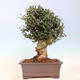 Pokojová bonsai - Olea europaea sylvestris -Oliva evropská drobnolistá - 3/7