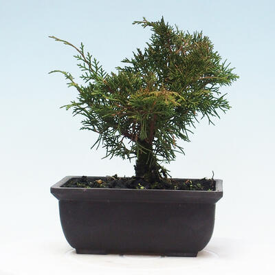 Venkovní bonsai - Juniperus chinensis Itoigawa-Jalovec čínský - 3