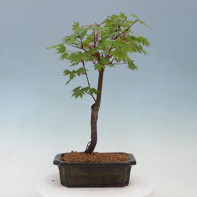 Venkovní bonsai - Javor dlanitolistý oranžový - Acer palmatum KATSURA - 3