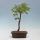 Venkovní bonsai - Javor dlanitolistý oranžový - Acer palmatum KATSURA - 3/4