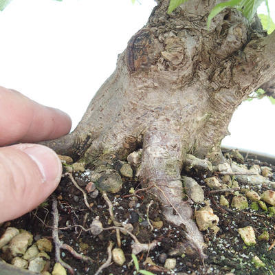 Venkovní bonsai -Carpinus CARPINOIDES - Habr korejský - 3