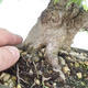 Venkovní bonsai -Carpinus CARPINOIDES - Habr korejský - 3/3