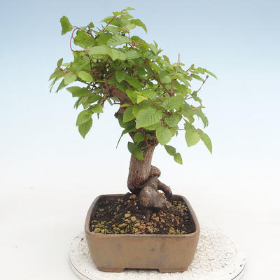 Venkovní bonsai -Carpinus CARPINOIDES - Habr korejský - 3