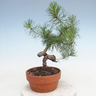 Venkovní bonsai - Pinus Sylvestris - Borovice lesní - 3
