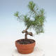 Venkovní bonsai - Pinus Sylvestris - Borovice lesní - 3/3