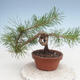 Venkovní bonsai - Pinus Sylvestris - Borovice lesní - 3/4