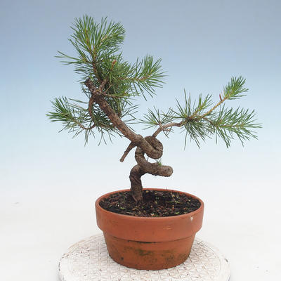 Venkovní bonsai - Pinus Sylvestris - Borovice lesní - 3
