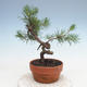 Venkovní bonsai - Pinus Sylvestris - Borovice lesní - 3/4
