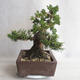 Venkovní bonsai - Juniperus chinensis -Jalovec čínský - 3/5