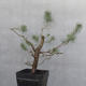 Yamadori - Pinus sylvestris - borovice lesní - 3/3