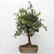 Pokojová bonsai s podmiskou - Syzygium - Pimentovník - 3/6
