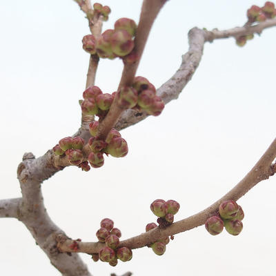Venkovní bonsai - Chaneomeles japonica - Kdoulovec japonský - 3