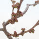 Venkovní bonsai - Chaneomeles japonica - Kdoulovec japonský - 3/4