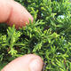 Venkovní bonsai - Juniperus chinensis Itoigawa-Jalovec čínský - 3/5