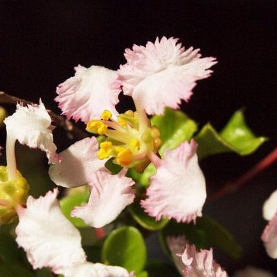 Pokojová bonsai - Malpighia coccigera- Barbdorská třešeň - 3
